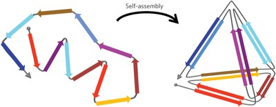 Design of a single-chain polypeptide tetrahedron assembled from coiled-coil segments