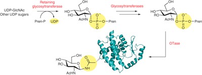 Biochemical evidence for an alternate pathway in N-linked glycoprotein biosynthesis