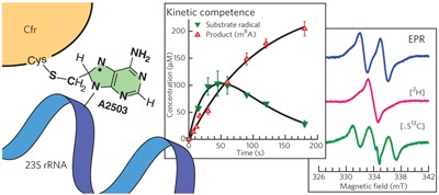 A substrate radical intermediate in catalysis by the antibiotic resistance protein Cfr