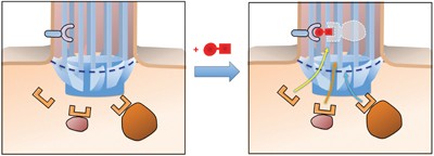Chemically inducible diffusion trap at cilia reveals molecular sieve–like barrier