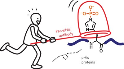 A pan-specific antibody for direct detection of protein histidine phosphorylation
