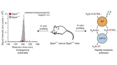Peptidase substrates via global peptide profiling