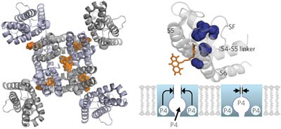 Side pockets provide the basis for a new mechanism of Kv channel–specific inhibition