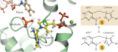 Observation of a stable carbene at the active site of a thiamin enzyme