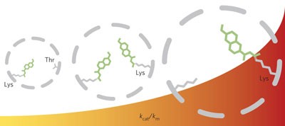 Evolution of a designed retro-aldolase leads to complete active site remodeling