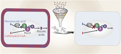 Antituberculosis thiophenes define a requirement for Pks13 in mycolic acid biosynthesis