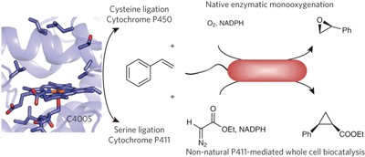 A serine-substituted P450 catalyzes highly efficient carbene transfer to olefins <i>in vivo</i>