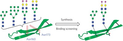 Synthetic glycopeptides reveal the glycan specificity of HIV-neutralizing antibodies