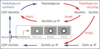A cell wall recycling shortcut that bypasses peptidoglycan <i>de novo</i> biosynthesis