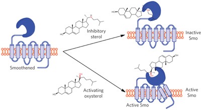 Oxysterol binding to the extracellular domain of Smoothened in Hedgehog signaling