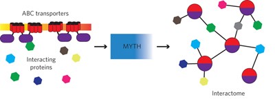 Mapping the functional yeast ABC transporter interactome