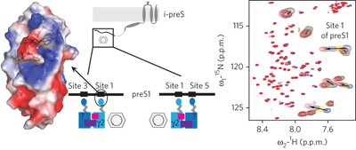 The hepatitis B virus preS1 domain hijacks host trafficking proteins by motif mimicry