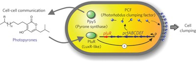 Pyrones as bacterial signaling molecules