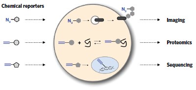 Chemical reporters for biological discovery