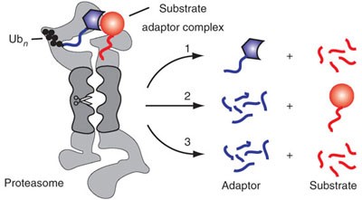 Substrate selection by the proteasome during degradation of protein complexes