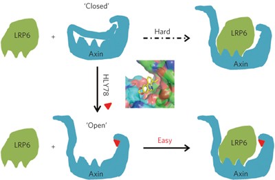 Small-molecule modulation of Wnt signaling via modulating the Axin-LRP5/6 interaction