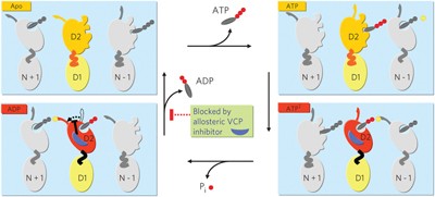 Covalent and allosteric inhibitors of the ATPase VCP/p97 induce cancer cell death