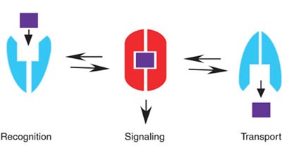 Transport and signaling via the amino acid binding site of the yeast Gap1 amino acid transceptor