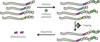 Global profiling of stimulus-induced polyadenylation in cells using a poly(A) trap