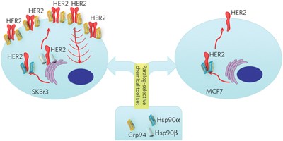 Paralog-selective Hsp90 inhibitors define tumor-specific regulation of HER2