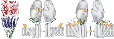 A distinct mechanism for activating uncoupled nicotinic acetylcholine receptors
