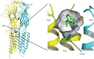 A propofol binding site on mammalian GABA<sub>A</sub> receptors identified by photolabeling