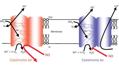 Cytochrome <i>bd</i> confers nitric oxide resistance to <i>Escherichia coli</i>