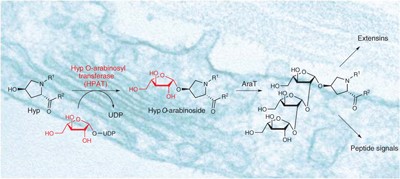 Identification of three hydroxyproline O-arabinosyltransferases in <i>Arabidopsis thaliana</i>