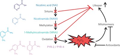 Role of sirtuins in lifespan regulation is linked to methylation of nicotinamide