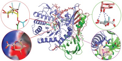 Insights into mucopolysaccharidosis I from the structure and action of α-<span class="small-caps u-small-caps">L</span>-iduronidase