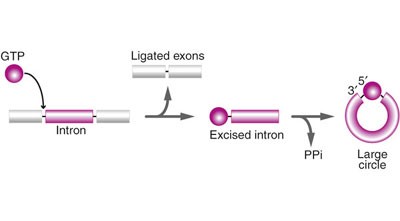 A natural ribozyme with 3′,5′ RNA ligase activity