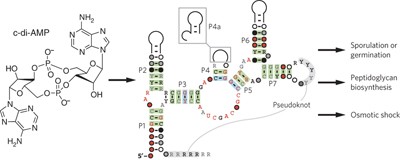 Riboswitches in eubacteria sense the second messenger c-di-AMP