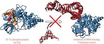 The Fic protein Doc uses an inverted substrate to phosphorylate and inactivate EF-Tu