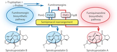 Distinct mechanisms for spiro-carbon formation reveal biosynthetic pathway crosstalk