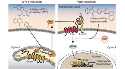 Small molecule–mediated disruption of Wnt-dependent signaling in tissue regeneration and cancer