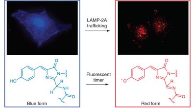 Monomeric fluorescent timers that change color from blue to red report on cellular trafficking