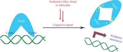 The multiple antibiotic resistance regulator MarR is a copper sensor in <i>Escherichia coli</i>