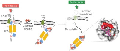Chemical inhibition of prometastatic lysyl-tRNA synthetase–laminin receptor interaction