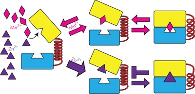Imperfect coordination chemistry facilitates metal ion release in the Psa permease