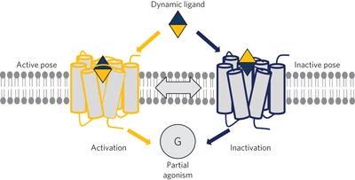 Dynamic ligand binding dictates partial agonism at a G protein–coupled receptor