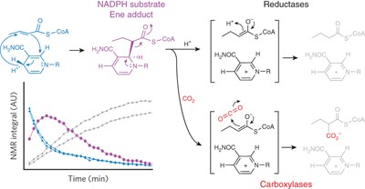 Direct evidence for a covalent ene adduct intermediate in NAD(P)H-dependent enzymes