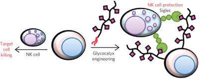 Glycocalyx engineering reveals a Siglec-based mechanism for NK cell immunoevasion