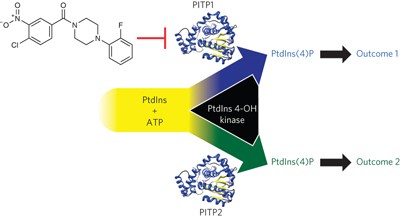 PITPs as targets for selectively interfering with phosphoinositide signaling in cells