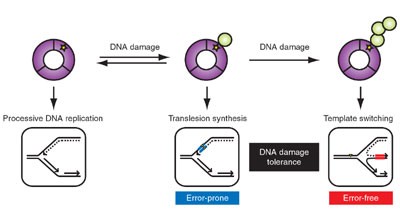 DNA damage tolerance: when it's OK to make mistakes