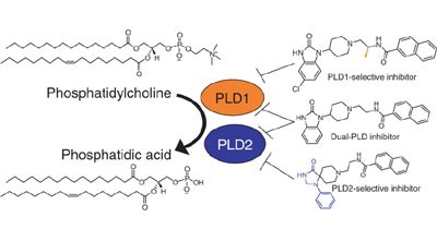 Design of isoform-selective phospholipase D inhibitors that modulate cancer cell invasiveness