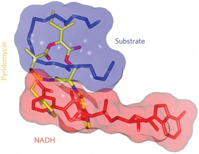 Pyridomycin bridges the NADH- and substrate-binding pockets of the enoyl reductase InhA