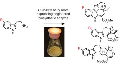 Metabolic reprogramming of periwinkle plant culture