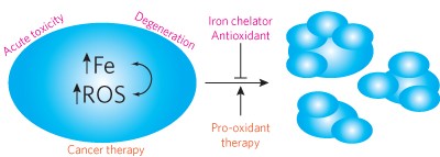 The role of iron and reactive oxygen species in cell death
