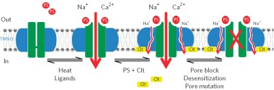 Opening of an alternative ion permeation pathway in a nociceptor TRP channel