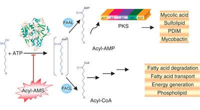 Mechanistic and functional insights into fatty acid activation in <i>Mycobacterium tuberculosis</i>